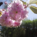 fleurs_043
