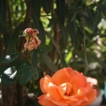fleurs_050