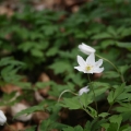 fleurs_055