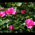 tests_140bis