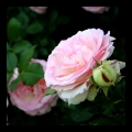 tests_159bis0