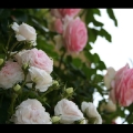 tests_165bis